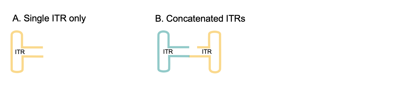 ITR concatemers