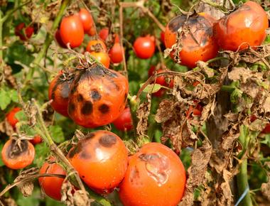 Metagenomic Assembly Sheds Light on Microbial Diversity in Compost