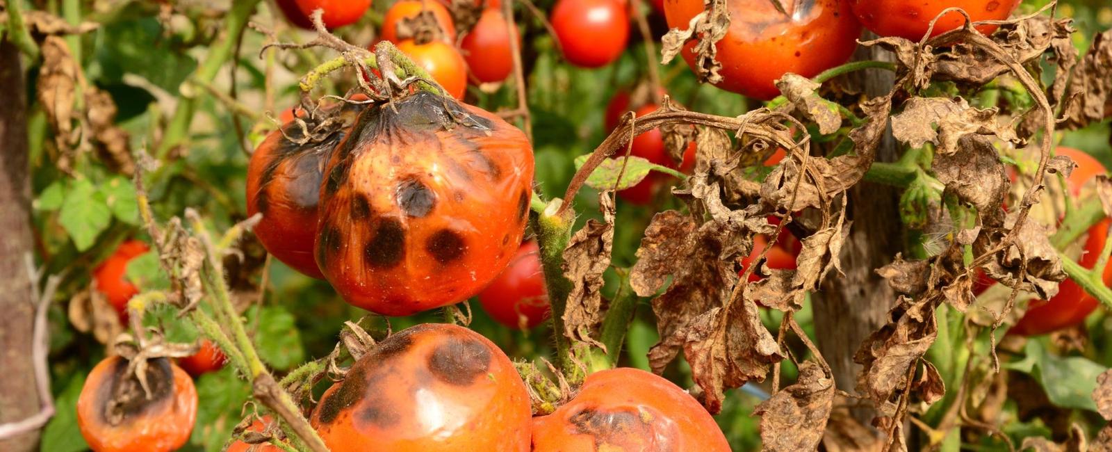 Metagenomic Assembly Sheds Light on Microbial Diversity in Compost