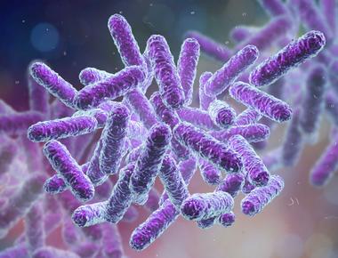 NO-MISS Bacterial isolate dataset
