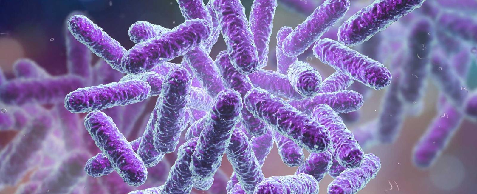 NO-MISS Bacterial isolate dataset