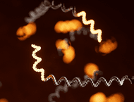 A comprehensive matched cDNA and direct RNA dataset of UHRR and HG002