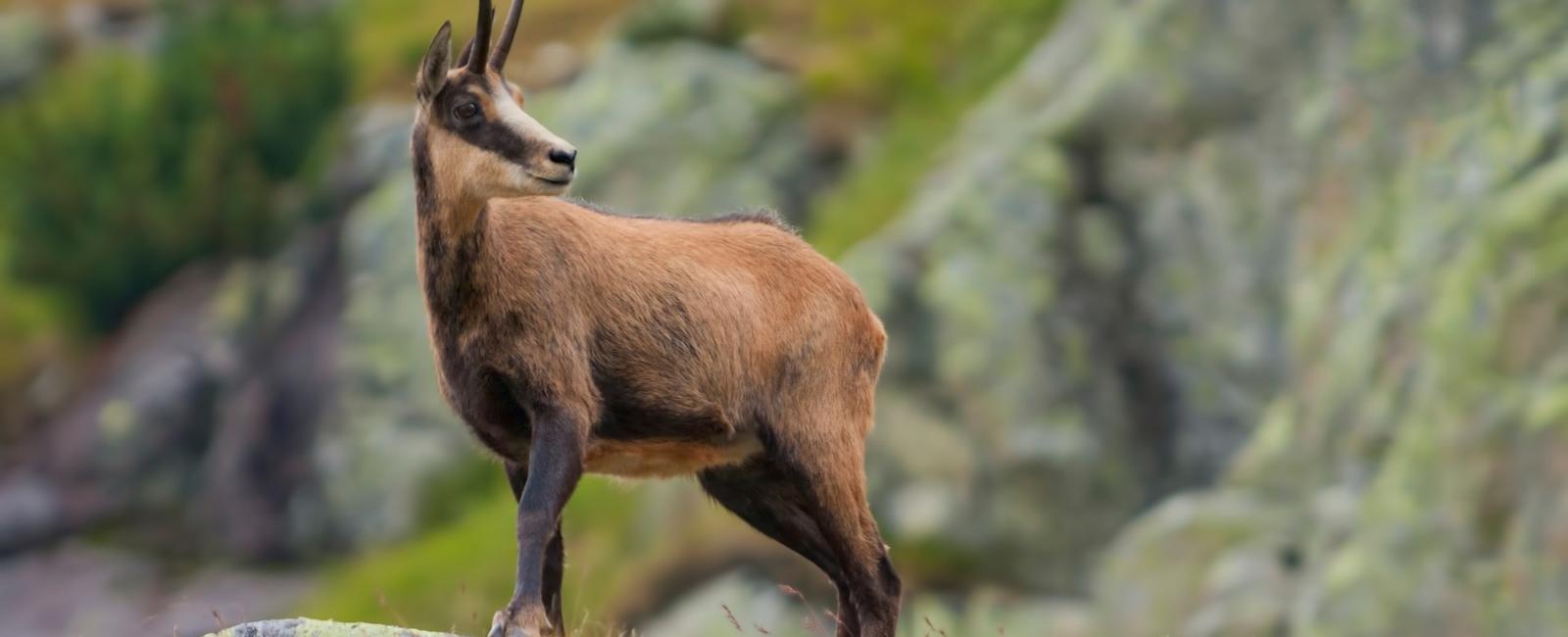 EPI2ME on Ubuntu 24.04-based devices