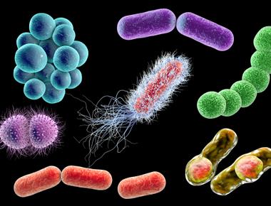 ZymoBIOMICS Microbial Communities with 16S amplicon