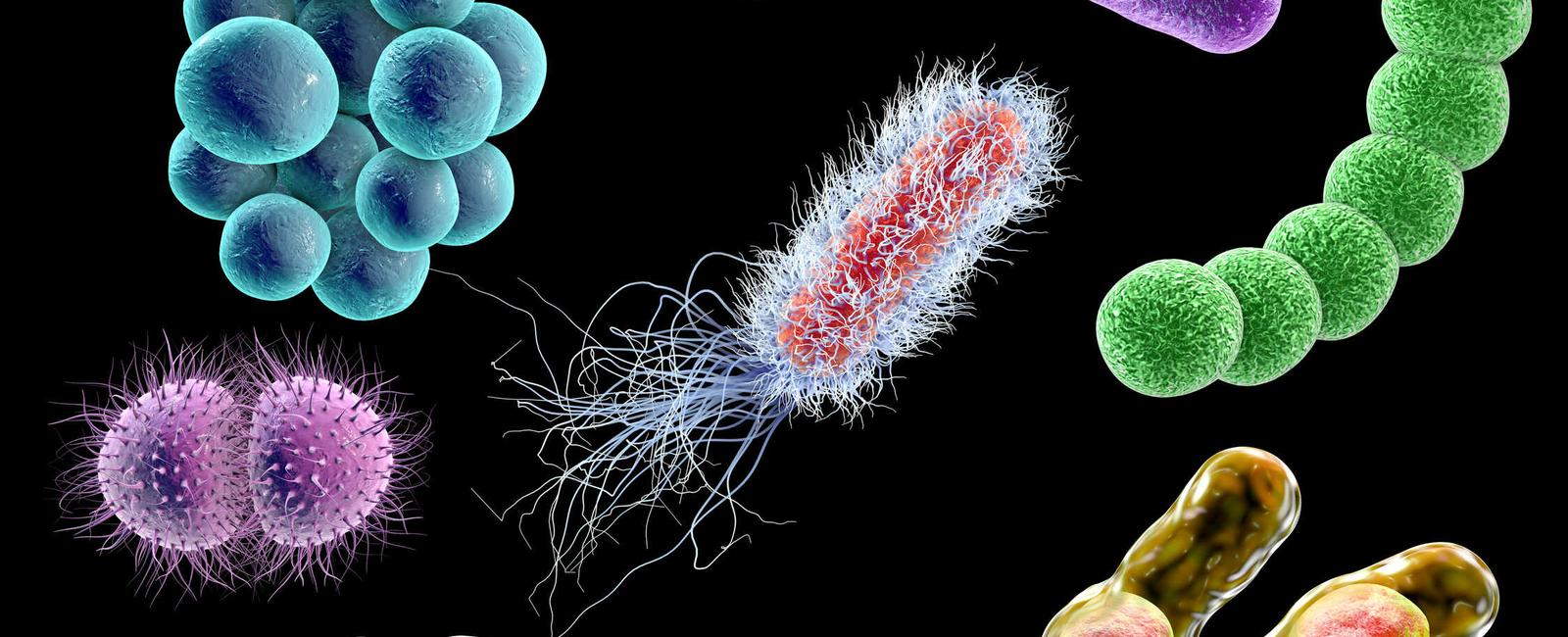 ZymoBIOMICS Microbial Communities with 16S amplicon