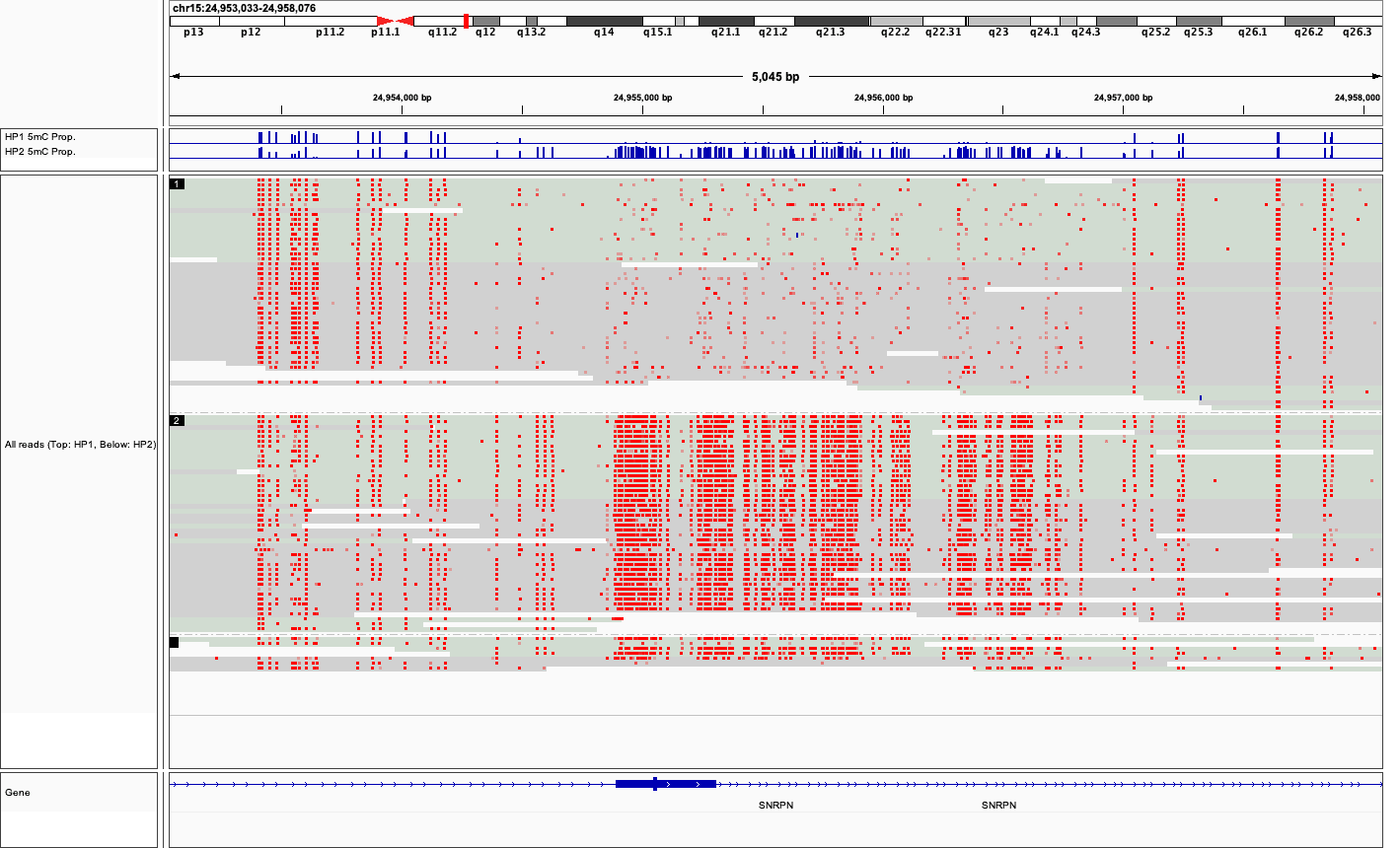 Phased CpG Methylation Calling in GM24385 with Remora and Clair3 ...