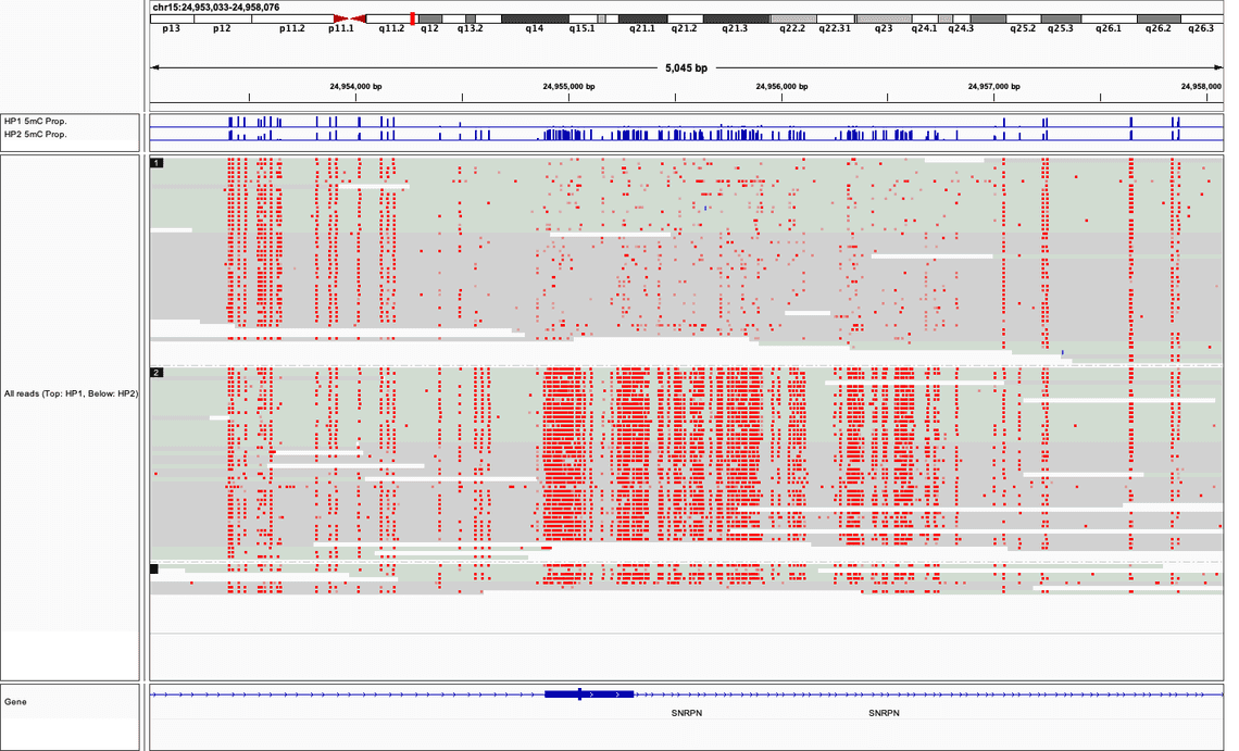 Phased 5mC Calls