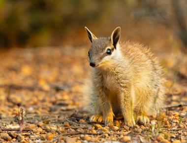 EPI2ME on Ubuntu 24.04-based devices