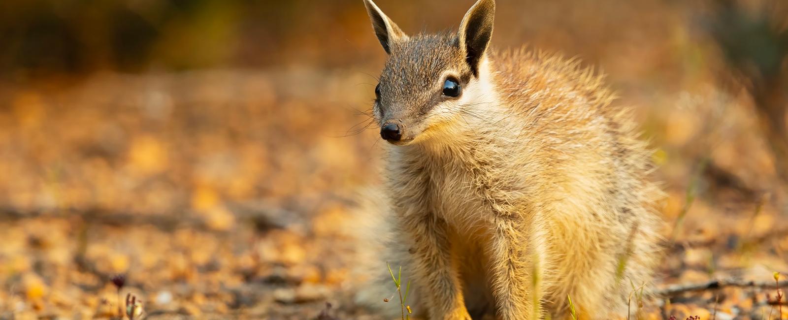 EPI2ME on Ubuntu 24.04-based devices