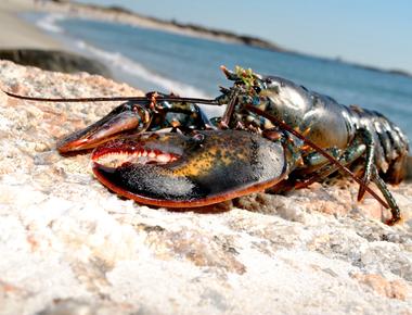 EPI2ME 25.11-01 Release