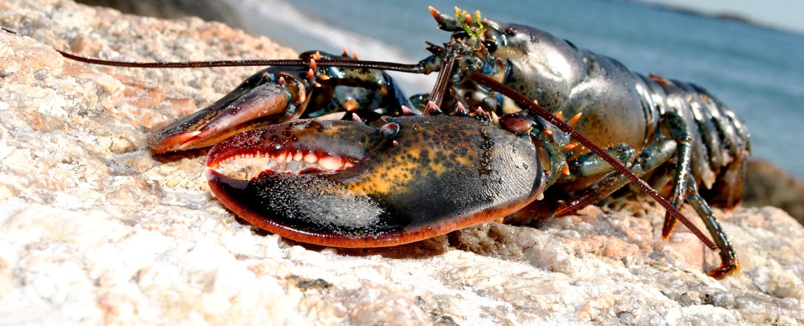 EPI2ME 25.11-01 Release